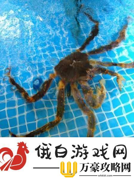 黑色沙漠背石蟹位置一览